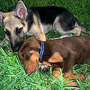 Rex And Brownie joined the competition — help win amazing prizes! puppy, dog, grass, outdoor, sleeping, brown_coat, german_shepherd, collar, cute, pet, animal, nature, relaxing, young_dog, sniffing, lying_down, two_dogs, playful, close_up, daytime