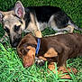 puppy, dog, grass, outdoor, sleeping, brown_coat, german_shepherd, collar, cute, pet, animal, nature, relaxing, young_dog, sniffing, lying_down, two_dogs, playful, close_up, daytime