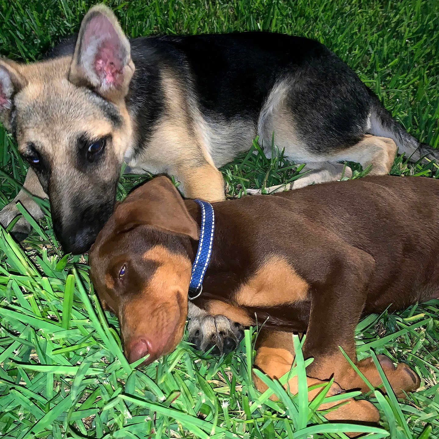 Rex And Brownie joined the competition — help win amazing prizes! animal, brown_coat, close_up, collar, cute, daytime, dog, german_shepherd, grass, lying_down, nature, outdoor, pet, playful, puppy, relaxing, sleeping, sniffing, two_dogs, young_dog