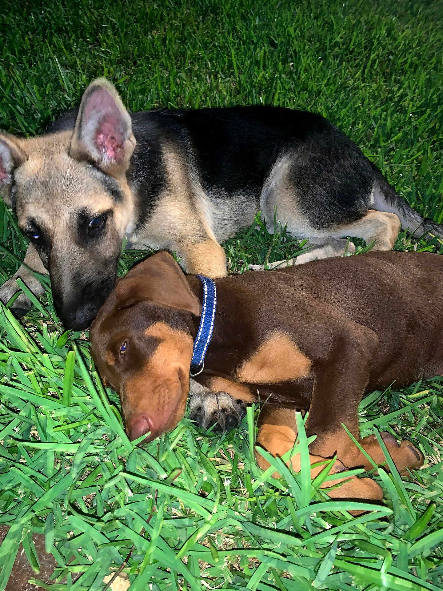 Rex And Brownie joined the competition — help win amazing prizes! puppy, dog, grass, outdoor, sleeping, brown_coat, german_shepherd, collar, cute, pet, animal, nature, relaxing, young_dog, sniffing, lying_down, two_dogs, playful, close_up, daytime
