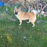 Baïko a rejoint le concours — aidez-le/la à gagner de superbes lots ! dog, puppy, tan_dog, standing, outdoor, garden, backyard, grass, lawn, wood, branches, logs, leaves, foliage, nature, animal, pet, upright_ears, curled_tail, portrait