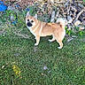 dog, puppy, tan_dog, standing, outdoor, garden, backyard, grass, lawn, wood, branches, logs, leaves, foliage, nature, animal, pet, upright_ears, curled_tail, portrait