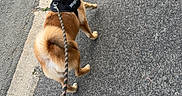Baïko participe au concours pour gagner de l'argent avec cette photo : dog, puppy, pet, walking, leash, harness, tongue, smiling, outdoors, street, sidewalk, road, asphalt, curb, brown_fur, fluffy_tail, pointed_ears, companion_animal, hand, portrait