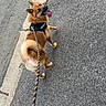 dog, puppy, pet, walking, leash, harness, tongue, smiling, outdoors, street, sidewalk, road, asphalt, curb, brown_fur, fluffy_tail, pointed_ears, companion_animal, hand, portrait