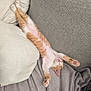 Ambre a rejoint le concours — aidez-le/la à gagner de superbes lots ! kitten, cat, orange_tabby, white_fur, sleeping, stretching, paws, couch, blanket, cozy, indoor, pet, relaxing, fur, cute, small, resting, animal, feline, comfort