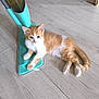 Ambre participe au concours pour gagner de l'argent avec cette photo : kitten, cat, orange_cat, white_cat, floor, wooden_floor, mop, turquoise, pet, animal, indoor, cute, small, fur, whiskers, paws, tail, relaxed, playful, curious