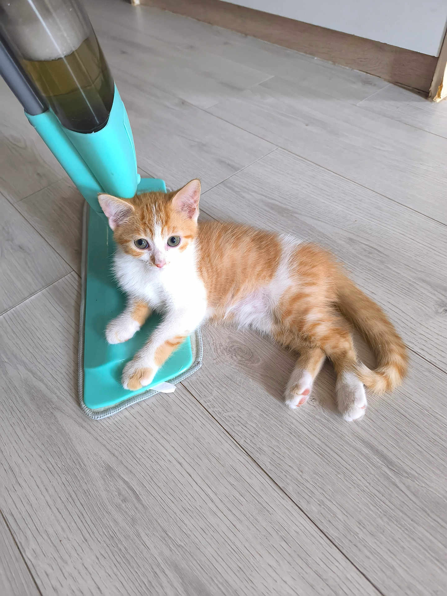 Ambre participe au concours pour gagner de l'argent avec cette photo : kitten, cat, orange_cat, white_cat, floor, wooden_floor, mop, turquoise, pet, animal, indoor, cute, small, fur, whiskers, paws, tail, relaxed, playful, curious