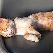 Ambre a rejoint le concours — aidez-le/la à gagner de superbes lots ! cat, kitten, sleeping, orange_cat, white_cat, fur, pet, animal, chair, indoor, resting, cute, cozy, relaxed, paw, whiskers, closeup, domestic_cat, feline, peaceful