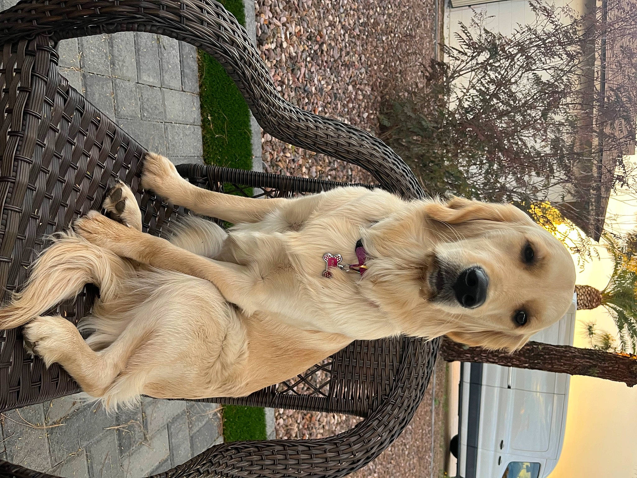 Peaches joined the competition — help win amazing prizes! animal_shelter, canidae, carnivore, clock, companion_dog, dog, dog_breed, fawn, fur, pet_supply, plant, retriever, snout, sporting_group, tail, terrestrial_animal, tree, twig, wildlife, working_animal