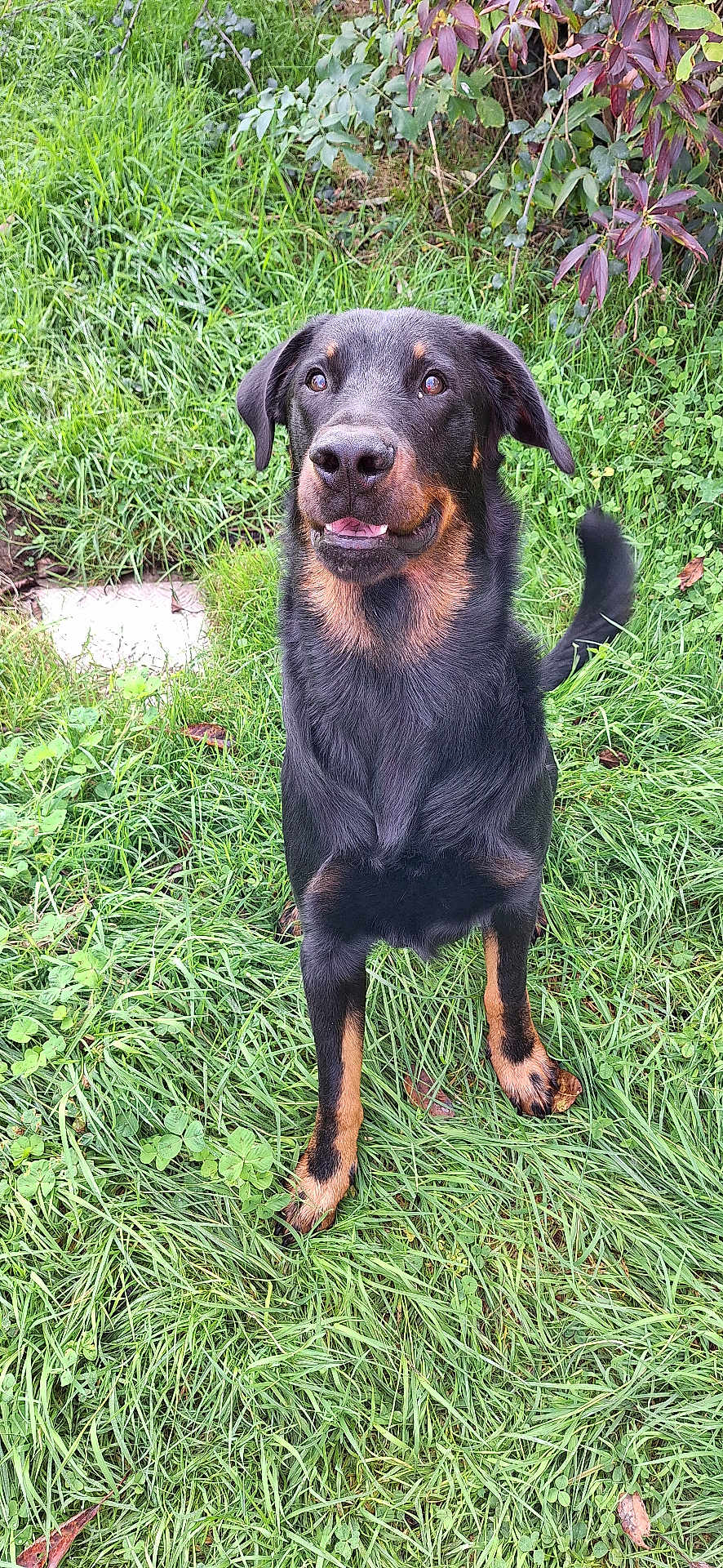 Pongo