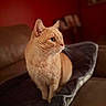 Soup is registered to the contest to win money with this photo: animal, cat, chair, close_up, cozy, domestic, ears, eyes, fabric, feline, ginger_cat, indoor, nose, orange_fur, pet, portrait, short_hair, sitting, warm_lighting, whiskers