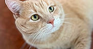 Soup joined the competition — help win amazing prizes! animal, cat, close_up, cream_cat, cute, domestic_animal, ears, feline, fluffy, fur, green_eyes, indoor, looking_at_camera, lying_down, orange_cat, pet, photography, portrait, whiskers, wooden_floor