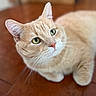 animal, cat, close_up, cream_cat, cute, domestic_animal, ears, feline, fluffy, fur, green_eyes, indoor, looking_at_camera, lying_down, orange_cat, pet, photography, portrait, whiskers, wooden_floor