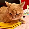Soup joined the competition — help win amazing prizes! animal, cat, closeup, cozy, ears, feline, fur, ginger_cat, grumpy, indoor, orange_cat, paws, pet, pink_surface, portrait, sleepy, staring, table, whiskers, yellow_towel