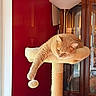 cat, cat_tree, cozy, ears, feline, ginger_cat, glass_cabinet, home, indoor, nap, paw, pet, plush_toy, red_wall, relaxed, scratching_post, sleeping, sunlight, whiskers, window