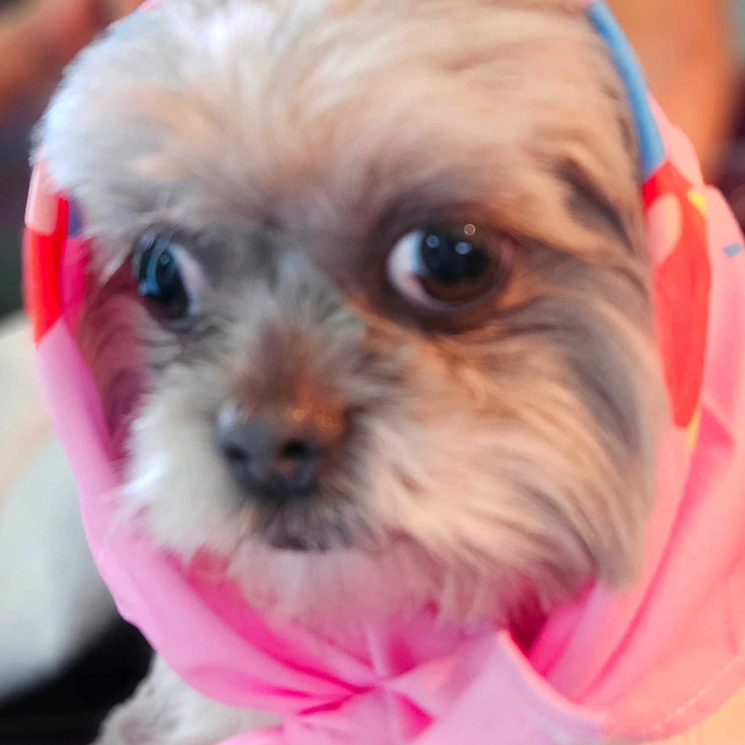 Lucy joined the competition — help win amazing prizes! adorable, animal, close_up, colorful, companionship, cute, dog, domestic_animal, face, fluffy, fur, headscarf, indoor, looking_away, mammal, pet, pink, portrait, small_dog, soft_focus