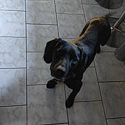 Corso a rejoint le concours — aidez-le/la à gagner de superbes lots ! dog, black_dog, floor_tile, indoor, footwear, red_croc, sock, pet, animal, looking_up, curious, person, casual, shadow, stool, mat, metal, tile_floor, domestic, companion