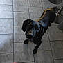 dog, black_dog, floor_tile, indoor, footwear, red_croc, sock, pet, animal, looking_up, curious, person, casual, shadow, stool, mat, metal, tile_floor, domestic, companion