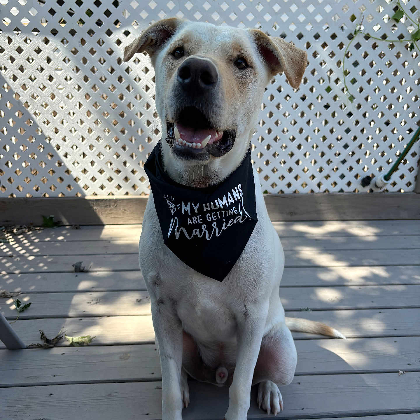 Cooper joined the competition — help win amazing prizes! accessories, animal, architecture, bandana, building, bulldog, canine, dog, furniture, headband, hound, house, housing, labradorretriever, pet, plywood, porch, puppy, whitedog, wood