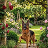 archway, bench, canine, dog, flowers, garden, german_shepherd, grass, greenery, leaves, nature, outdoor, pathway, pet, plants, potted_plants, roses, summer, sunlight, tree