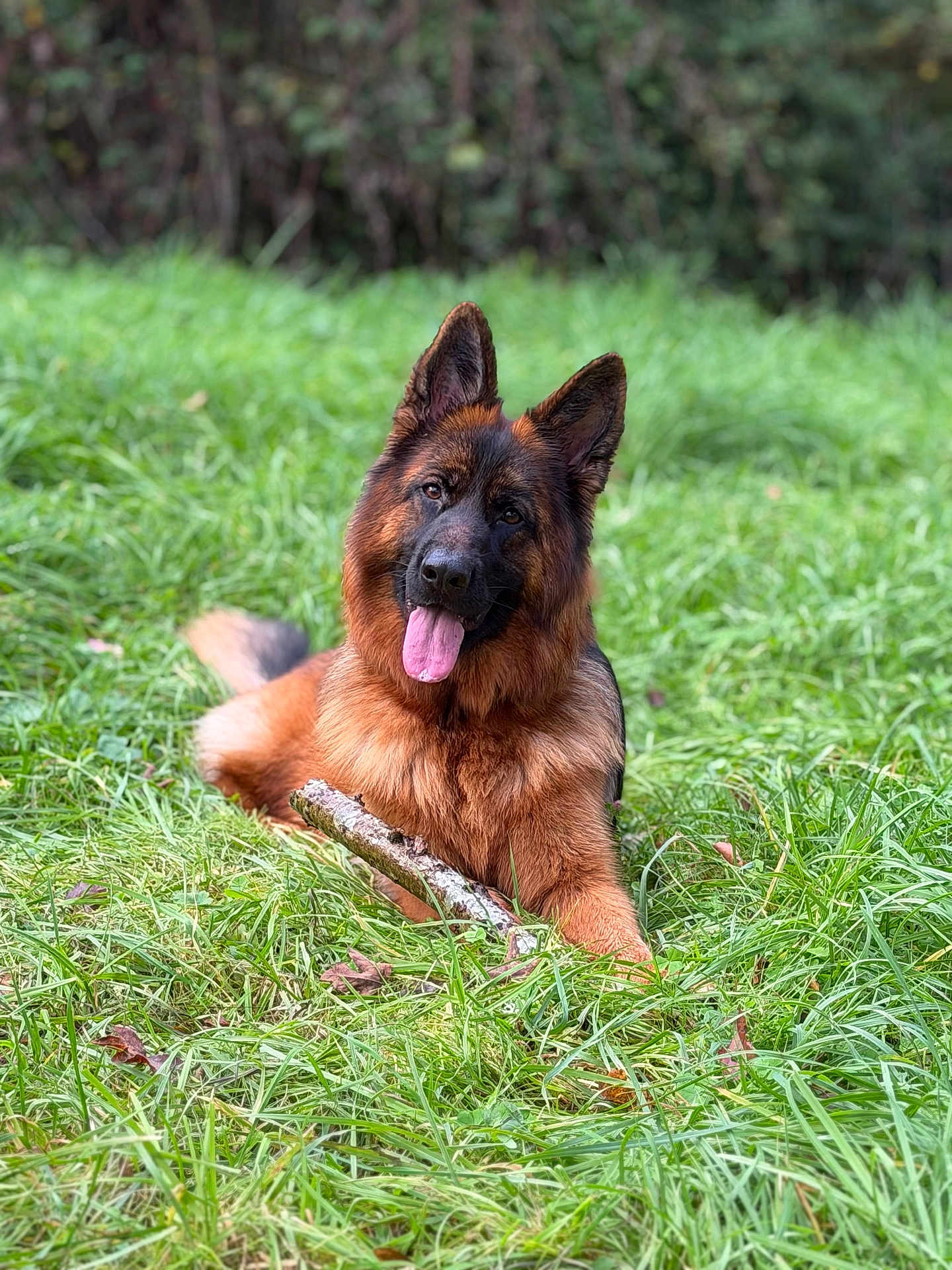 Vaiana participe au concours pour gagner de l'argent avec cette photo : dog, german_shepherd, grass, outdoor, animal, pet, tongue_out, stick, nature, greenery, canine, fur, playful, field, relaxed, ears_up, muzzle, portrait, daylight, happy