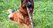 Vaiana a rejoint le concours — aidez-le/la à gagner de superbes lots ! animal, canine, daylight, dog, ears, field, fur, german_shepherd, grass, greenery, happy, lying_down, mouth, nature, outdoor, park, pet, playful, stick, tongue