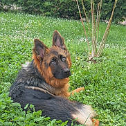 Vaiana participe au concours pour gagner de l'argent avec cette photo : dog, german_shepherd, grass, greenery, outdoor, nature, pet, animal, fur, ears, lying_down, looking_back, clover, plant, tree, hedge, peaceful, garden, canine, portrait
