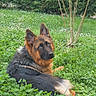 Vaiana participe au concours pour gagner de l'argent avec cette photo : animal, canine, clover, dog, ears, fur, garden, german_shepherd, grass, greenery, hedge, looking_back, lying_down, nature, outdoor, peaceful, pet, plant, portrait, tree