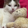 cat, teddy_bear, plush, soft_toy, white_cat, striped_cat, red_blanket, close_up, snuggling, cute, pet, animal, cozy, furry, companion, indoor, relaxing, comfort, cute_face, friendship