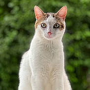 Gaby participe au concours pour gagner de l'argent avec cette photo : cat, animal, pet, white_fur, brown_markings, ears, whiskers, nose, eyes, portrait, sitting, outdoor, green_background, blurred_background, fur, curious, alert, closeup, nature, window_sill
