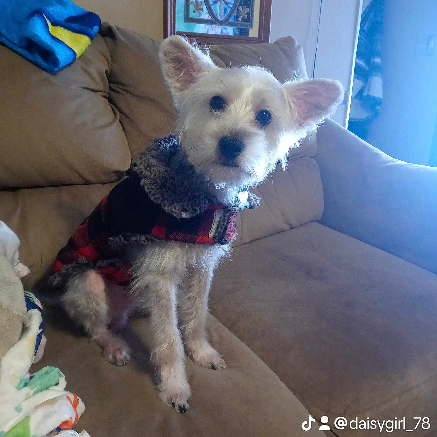 Rex Grooms joined the competition — help win amazing prizes! accessories, animal, architecture, art, building, canine, chair, couch, cushion, dog, furniture, homedecor, indoors, livingroom, painting, pet, puppy, room, strap, terrier