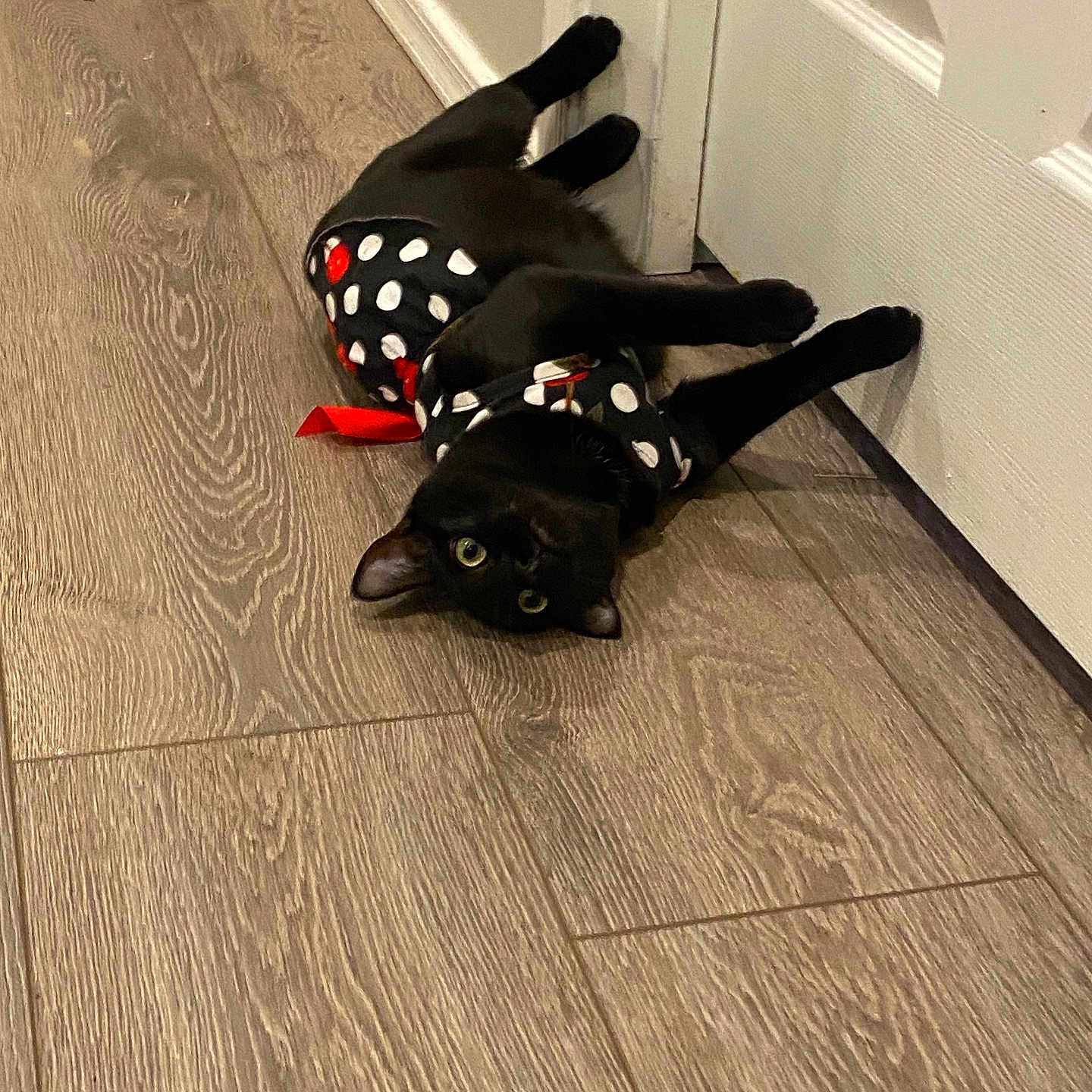 Void Inderriden joined the competition — help win amazing prizes! animal, bulldog, canine, cat, clothing, dog, hardwood, hosiery, indoors, interiordesign, labradorretriever, pattern, pet, puppy, sock, stainedwood, tile, wood, woodpanels