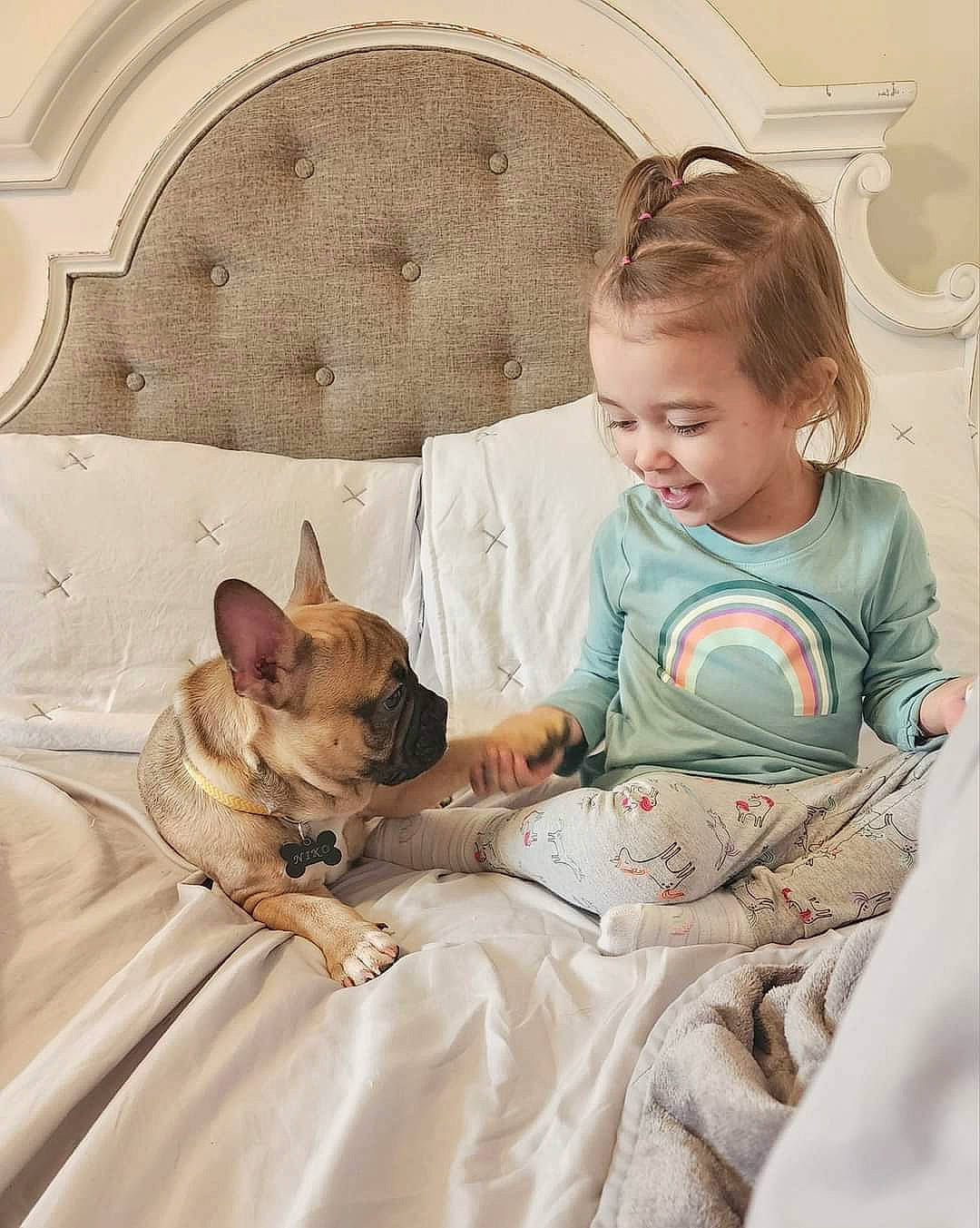 Laikyn is registered to the contest to win money with this photo: bedding, carnivore, child, comfort, companion_dog, dog, dog_breed, facial_expression, fawn, felidae, happy, linens, person, pillow, room, sitting, skin, smile, sporting_group, throw_pillow