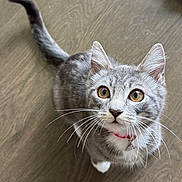 Chairman Meow joined the competition — help win amazing prizes! alert, amber_eyes, animal, cat, close_up, curious, cute, domestic_cat, feline, fur, gray_tabby, indoor, looking_up, mammal, pet, playful, red_collar, whiskers, wooden_floor, young_cat
