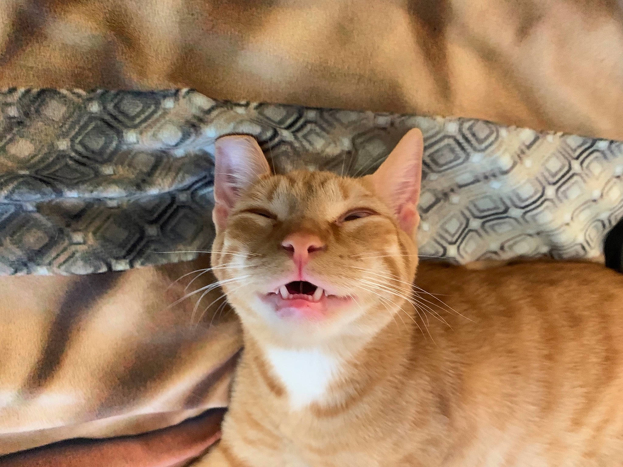 Jamie is registered to the contest to win money with this photo: carnivore, cat, cat_supply, claw, comfort, domestic_short_haired_cat, fang, fawn, felidae, fur, jaw, linens, paw, small_to_medium_sized_cats, snout, tail, terrestrial_animal, whiskers, wildlife, yawn