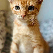 Iggy is registered to the contest to win money with this photo: cat, kitten, orange_tabby, pet, animal, cute, feline, whiskers, indoor, closeup, portrait, young, curious, soft_focus, domestic, fur, small, eyes, ears, sitting