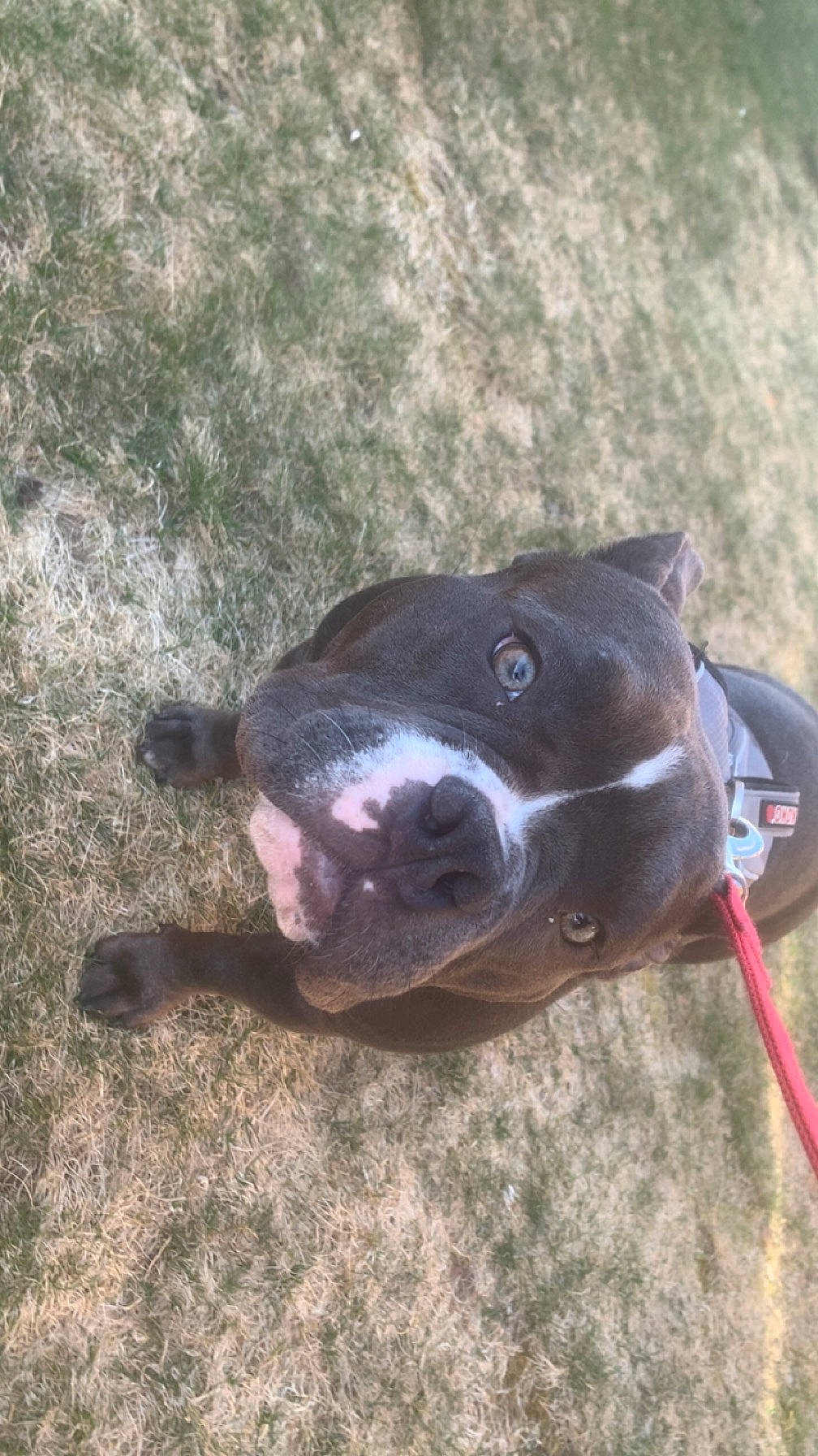 Sasha is registered to the contest to win money with this photo: canidae, carnivore, collar, companion_dog, dog, dog_breed, dog_collar, electric_blue, fashion_accessory, fawn, grass, leash, non_sporting_group, pet_supply, snout, soil, sporting_group, terrestrial_animal, whiskers, working_animal