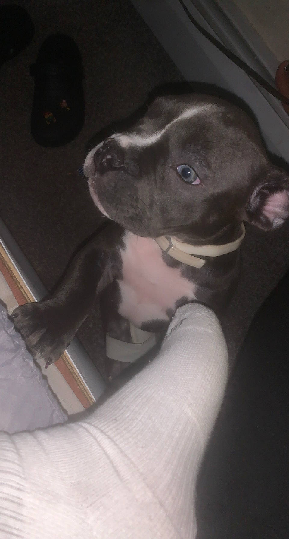 Sasha is registered to the contest to win money with this photo: canidae, car_seat, carnivore, comfort, companion_dog, dog, dog_breed, ear, elbow, family_car, fawn, gesture, human_leg, monochrome_photography, snout, sporting_group, tints_and_shades, vehicle_door, whiskers, working_animal