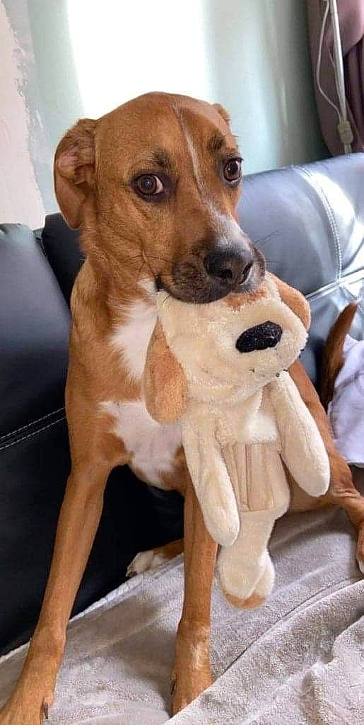 Alto a rejoint le concours — aidez-le/la à gagner de superbes lots ! ancient_dog_breeds, austrian_pinscher, beagle, canidae, carnivore, companion_dog, dog, dog_breed, fawn, mammal, mountain_cur, puppy, rare_breed_dog, rhodesian_ridgeback, snout, sporting_group, vertebrate