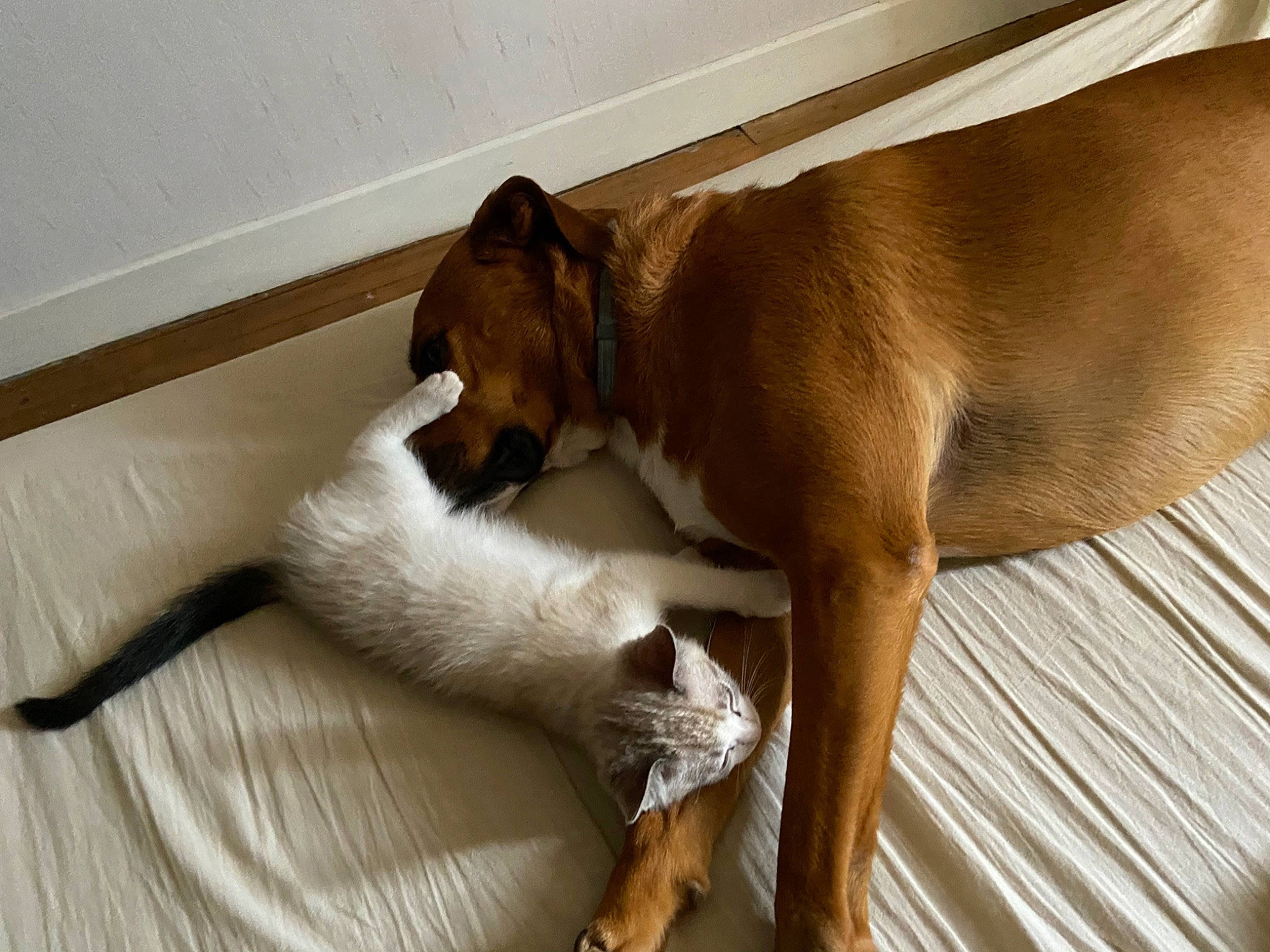 Alto a rejoint le concours — aidez-le/la à gagner de superbes lots ! canidae, carnivore, dog, dog_breed, fawn, mammal, snout, sporting_group, tail