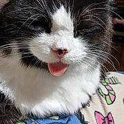 Oreo joined the competition — help win amazing prizes! cat, black_and_white, tongue_out, closed_eyes, fluffy, pet, animal, cute, sleepy, whiskers, nose, fur, indoors, blanket, cartoon_pattern, relaxed, close_up, mammal, domestic_animal, resting