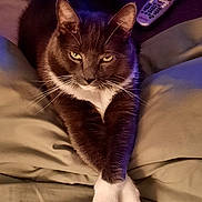 Cng joined the competition — help win amazing prizes! cat, tuxedo_cat, pet, animal, feline, paws, crossed_paws, couch, cushion, remote_control, indoor, relaxed, looking_at_camera, whiskers, ears, fur, domestic, close_up, resting, home