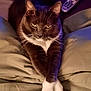 cat, tuxedo_cat, pet, animal, feline, paws, crossed_paws, couch, cushion, remote_control, indoor, relaxed, looking_at_camera, whiskers, ears, fur, domestic, close_up, resting, home