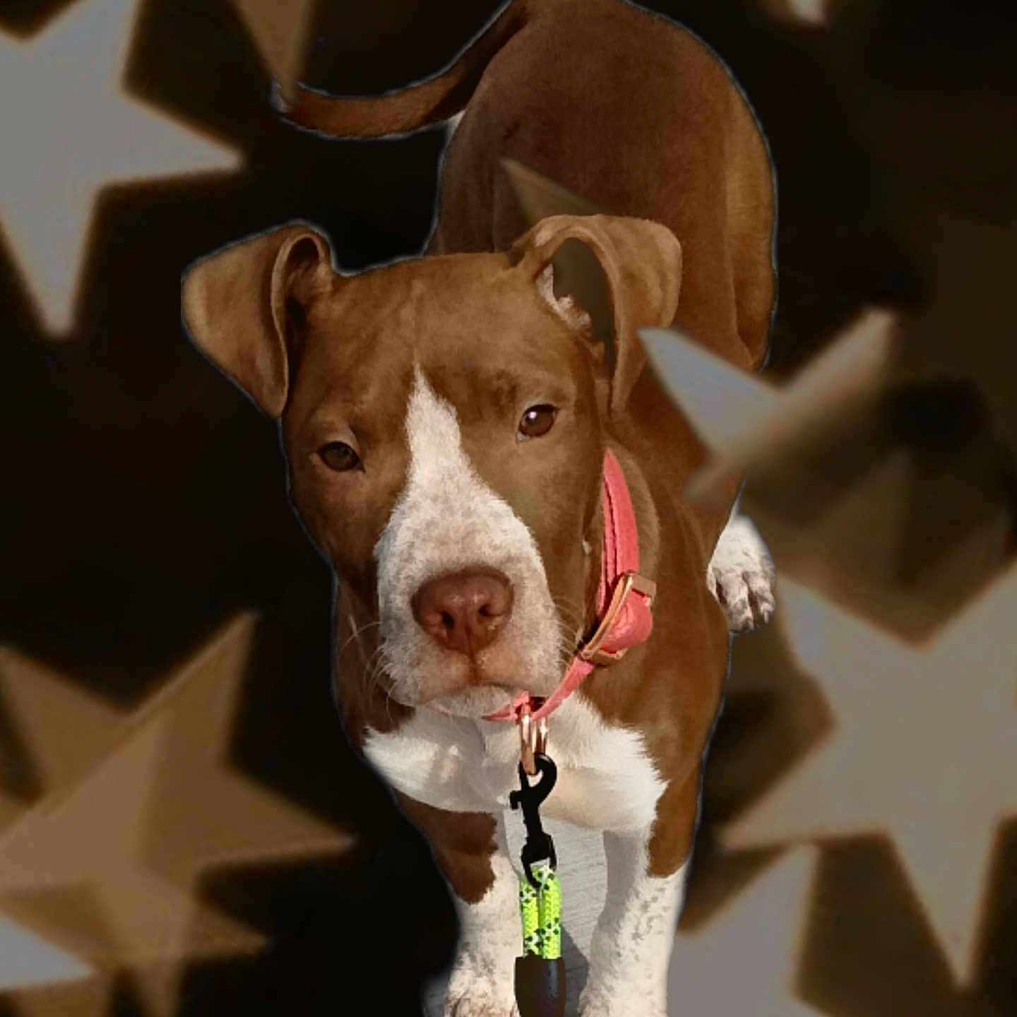 Profit Starr joined the competition — help win amazing prizes! accessories, animal, boxer, bulldog, canine, doctor, dog, formalwear, halter, hound, labradorretriever, leash, person, pet, pitbull, pointer, puppy, snout, strap, tie
