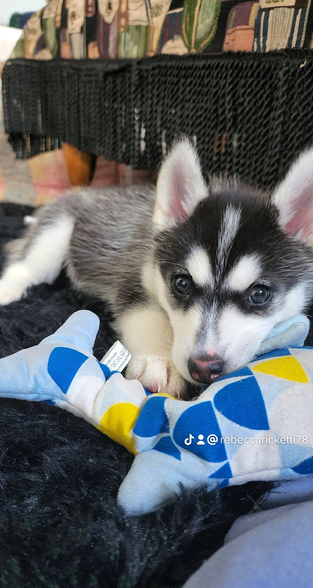 Lola is registered to the contest to win money with this photo: ancient_dog_breeds, canidae, canis, carnivore, companion_dog, dog, dog_breed, fur, recreation, siberian_husky, sled_dog, snout, terrestrial_animal, wolf, working_animal, working_dog
