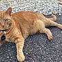 cat, orange_tabby, pet, collar, tag, outdoor, asphalt, gravel, brick_path, fur, whiskers, ears, paws, tail, animal, domestic, relaxed, lying_down, curious, green_eyes