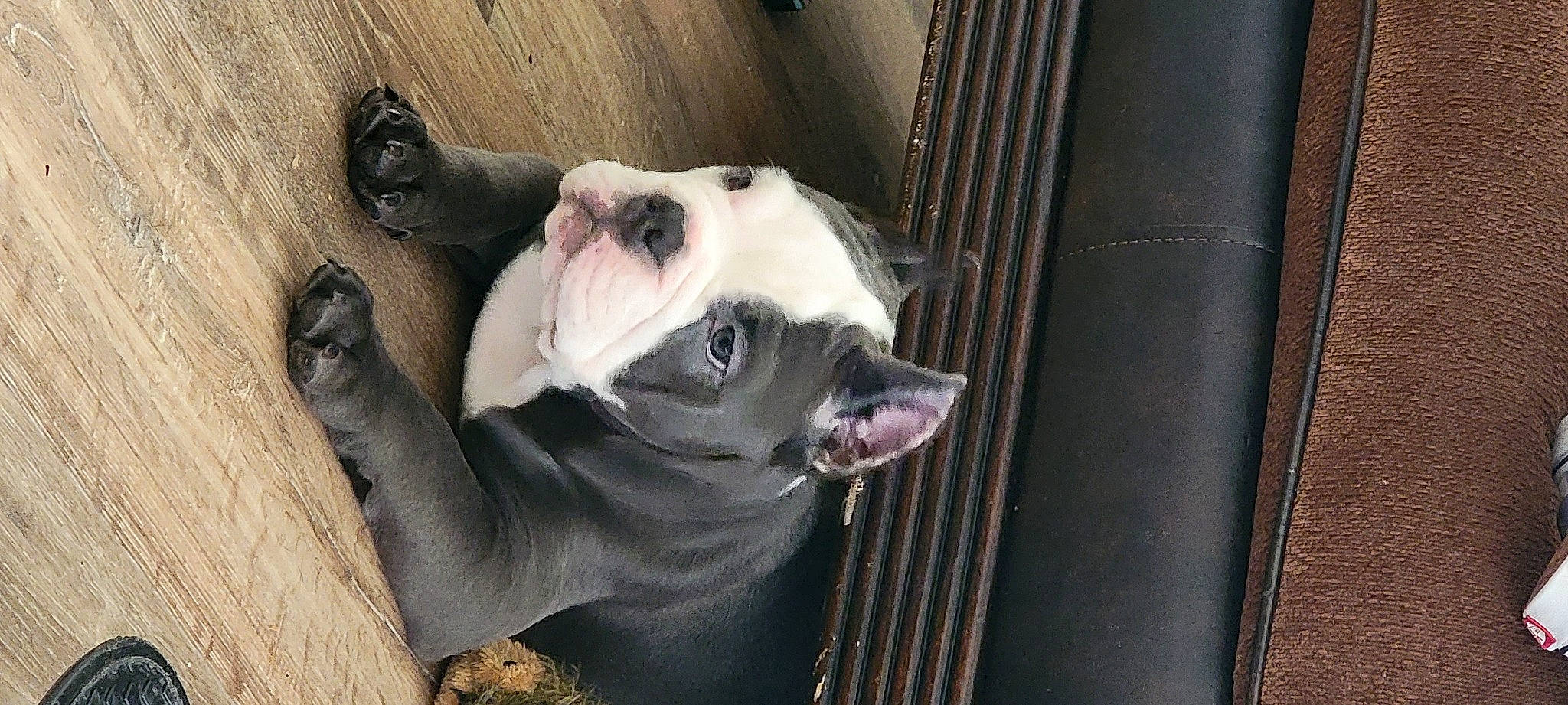 Bluey joined the competition — help win amazing prizes! animal_shelter, canidae, carnivore, collar, companion_dog, dog, dog_breed, dog_supply, fang, fawn, fur, jaw, non_sporting_group, pet_supply, snout, sporting_group, terrestrial_animal, whiskers, working_animal