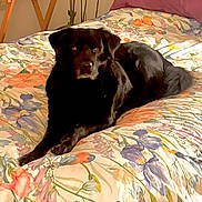 Nellie is registered to the contest to win money with this photo: bed, bedroom, black_dog, cozy, dog, eyes, floral_bedding, flower_pattern, fur, home, indoor, looking_at_camera, lying_down, pet, pillow, plant, portrait, relaxed, sunlight, wooden_table