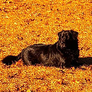 Nellie is registered to the contest to win money with this photo: animal, black_dog, canine, dog, fluffy_tail, golden_light, grass, lawn, long_hair, lying_down, nature, outdoor, pet, portrait, relaxed, resting, shadow, sunlight, vintage_filter, yard