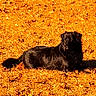 animal, black_dog, canine, dog, fluffy_tail, golden_light, grass, lawn, long_hair, lying_down, nature, outdoor, pet, portrait, relaxed, resting, shadow, sunlight, vintage_filter, yard